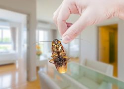 Effective Cockroach Control Singapore | Ardent Pest Management