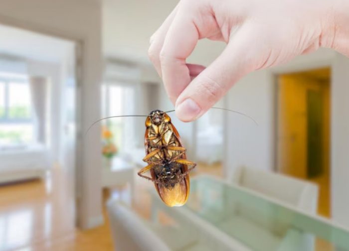 Effective Cockroach Control Singapore | Ardent Pest Management