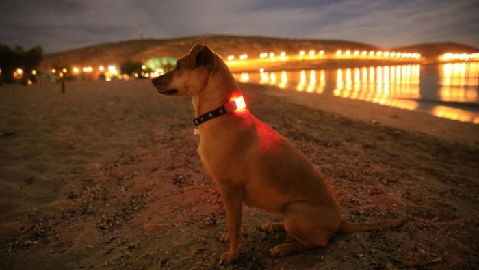 Dog Lights for Night Walk Safety and Visibility