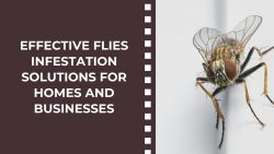 Effective Flies Infestation Solutions for Homes and Businesses