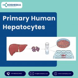 Primary Human Hepatocytes: Drug & Disease Studies | Kosheeka