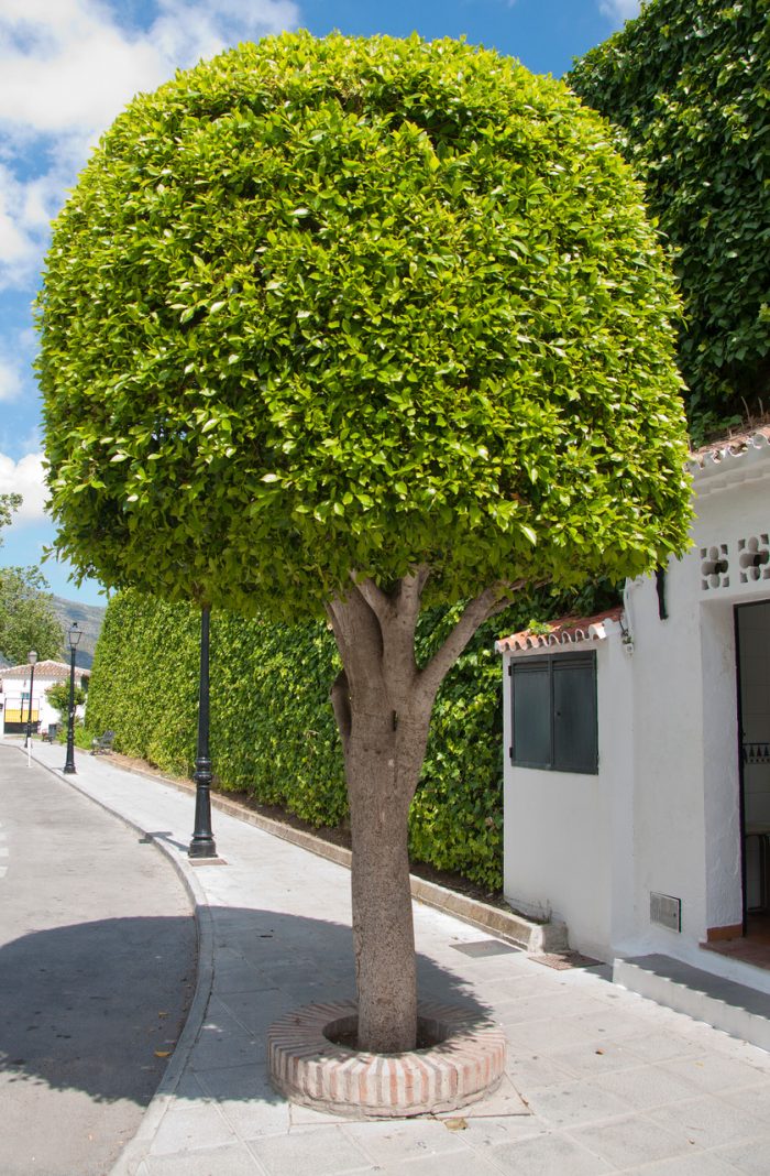 Ficus Hedge for Stylish and Effective Privacy Screening