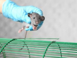 Reliable Rats Control Singapore Services