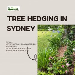 Tree Hedging in Sydney