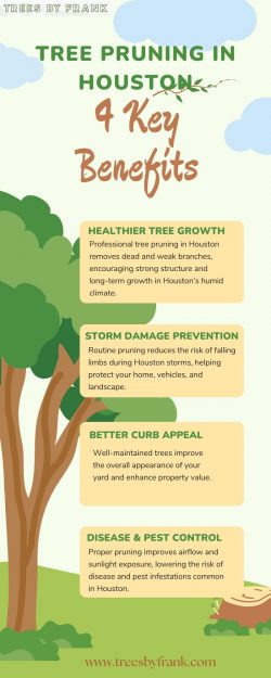 Tree Pruning in Houston: 4 Key Benefits