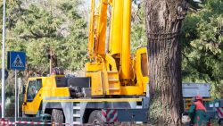 Affordable Tree Service in Houston, Texas