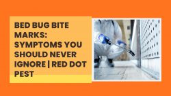 Bed Bug Bite Marks: Symptoms You Should Never Ignore | Red Dot Pest