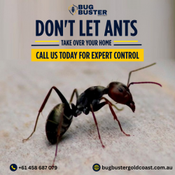 Ant Treatment Gold Coast – Professional Solutions for Homes & Businesses