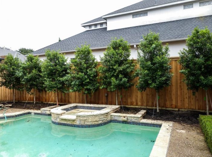 Carolina Cherry Tree – Vibrant Growth with Natural Privacy Appeal