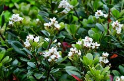 Durable Ficus Hedge for Dense Green Boundaries and Shade