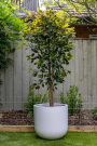 Elegant Artificial Bamboo for Calm Indoor Spaces