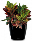 How Office Plants for Hire Improve Workplace Productivity and Decor