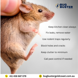 Rodent Treatment Gold Coast – Reliable Property Care Services
