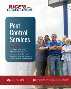 Best Pest Control For Ants With Fast Removal Service