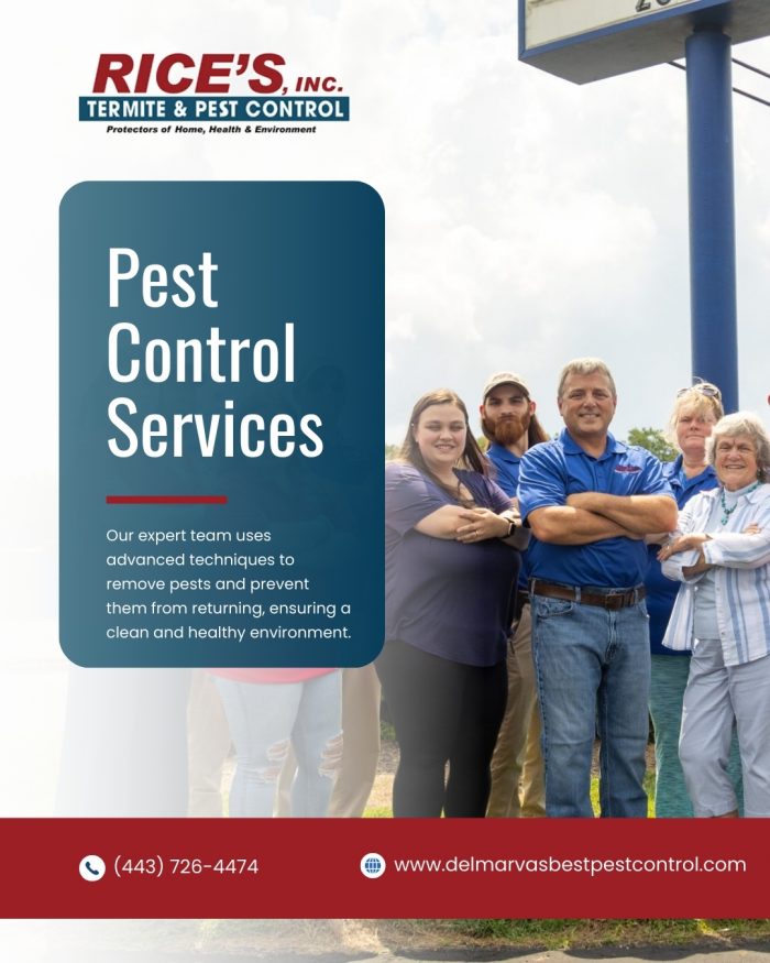 Best Pest Control For Ants With Fast Removal Service