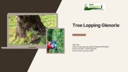 Tree Lopping Glenorie