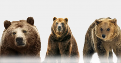 Best Life Insurance in Sherman – ABear Insurance USA