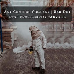 Ant Control Company | Red Dot Pest Professional Services
