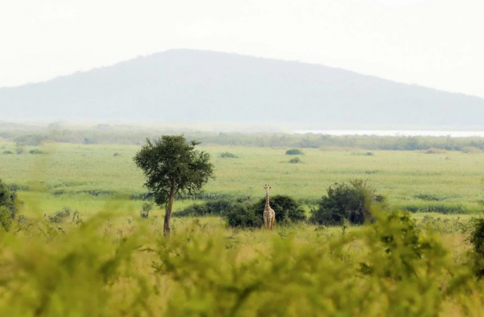 Budget Rwanda Tour Packages – Affordable Trips with Hermosa Life Tours & Travel