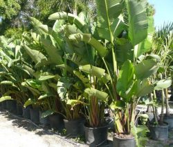 Transform Spaces with the Stunning Giant Bird of Paradise Plant