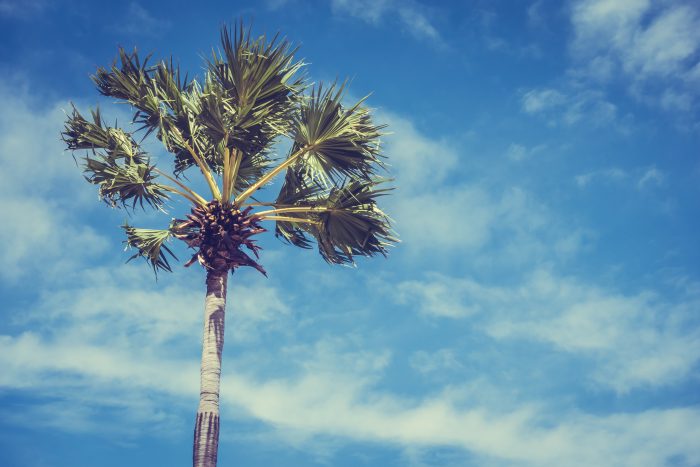 The Palms Charleston