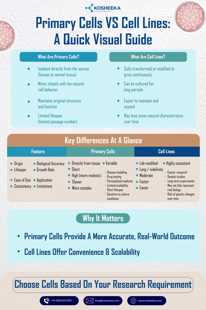 Primary cells vs cell lines: A Quick Visual Guide