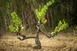 NDIS Grape Tree | Trusted Disability Support Services