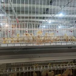 H Type Full Automatic Broiler Chicken Cage