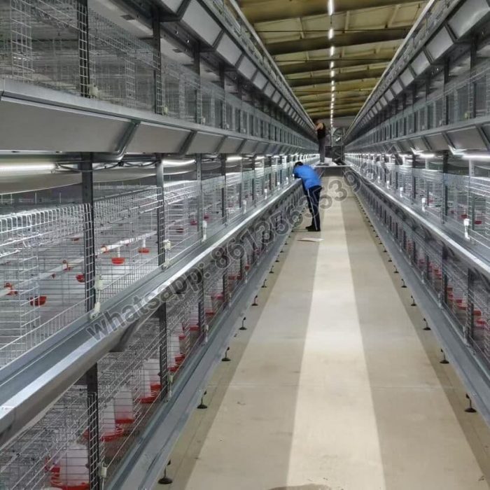 H Type Full Automatic Pullet Cage
