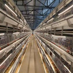 H Type Full Automatic Broiler Quail Cage