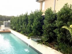Bay Laurel for Fragrant Hedges and Elegant Landscape Structure XL