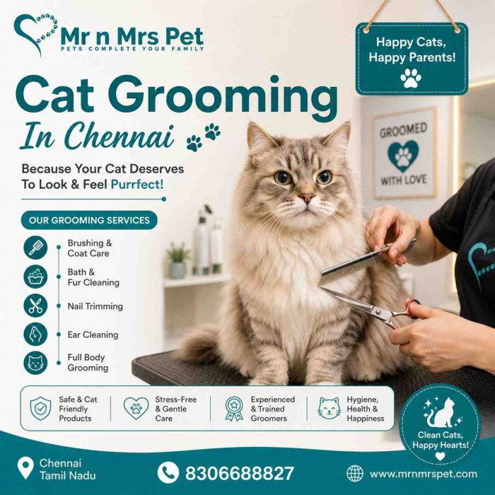 Cat Grooming In Chennai