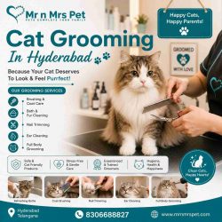 Cat Grooming In Hyderabad