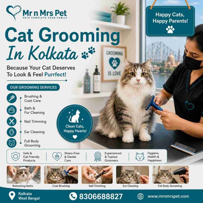 Cat Grooming In Kolkata