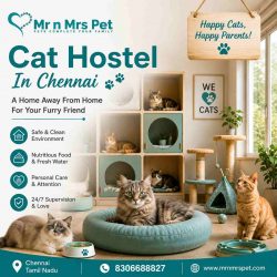 Cat Hostel In Chennai