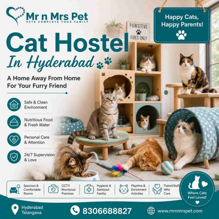Cat Hostel In Hyderabad