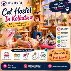 Cat Hostel In Kolkata
