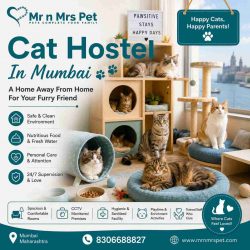 Cat Hostel In Mumbai