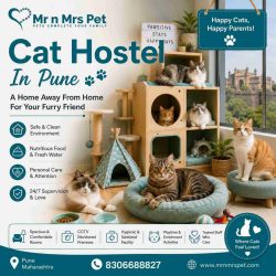 Cat Hostel In Pune