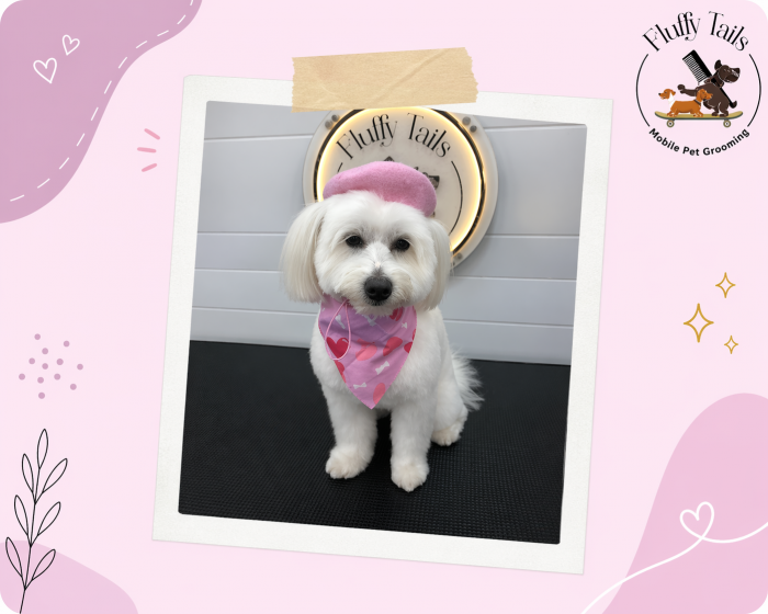 Fluffy Tails: Bringing Expert Pet Grooming to Your Home in Qatar