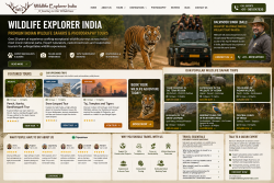 Tiger Safari in India: Top Tiger Reserves You Must Visit