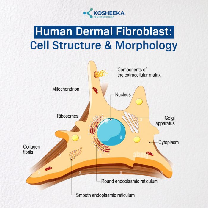 Human Dermal Fibroblast: Cell Structure and Morphology
