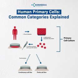 Human Primary Cells: Common Categories Explained