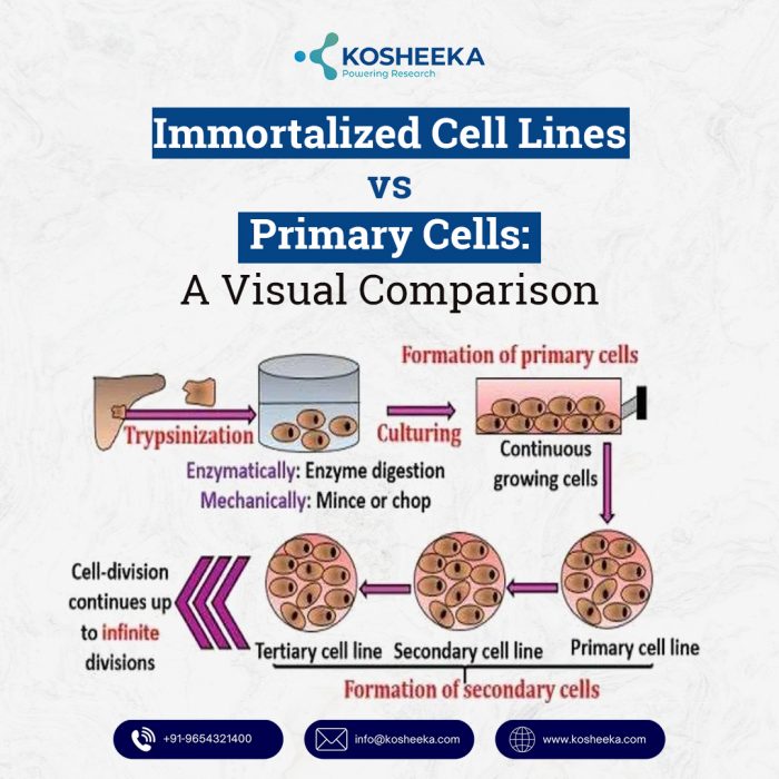 Immortalized cell lines vs primary cells: A Visual Comparison