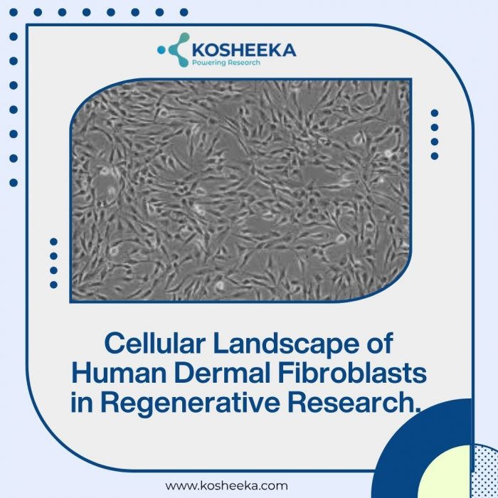Cellular Landscape of Human Dermal Fibroblasts in Regenerative Research