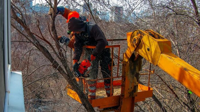 Tree Service Kingwood in TX