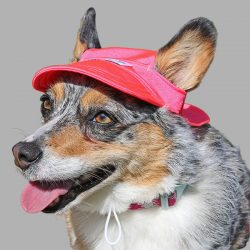 Cooling Hat with UPF50+ For Cats & Dogs – Electric Coral