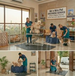 Pet Grooming Service at Home in Nagpur