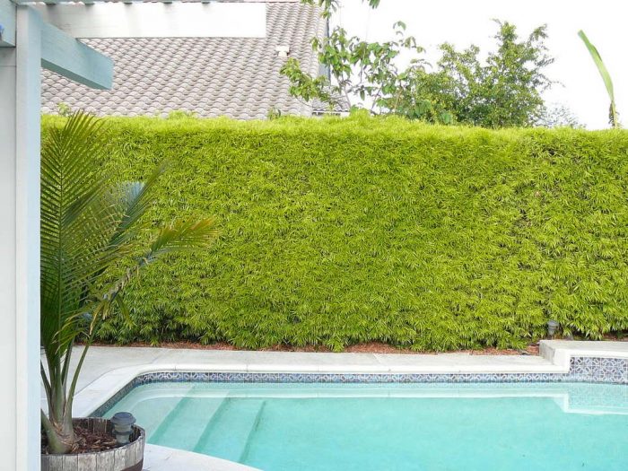 Frame Your Walkways With The Versatile Japanese Boxwood Shrub