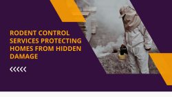 Rodent Control Services Protecting Homes From Hidden Damage